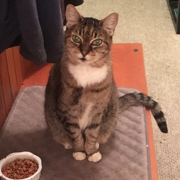 Meet your Posher, Tambra - Picture 3 of 8